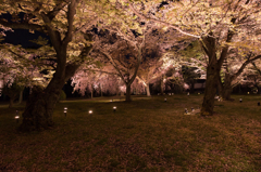 夜桜 3