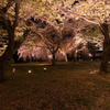 夜桜 3