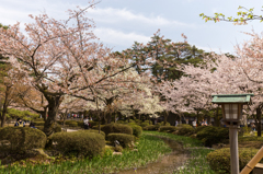 兼六園の桜 3