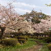 兼六園の桜 3