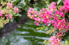 さるすべりの花