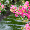 さるすべりの花