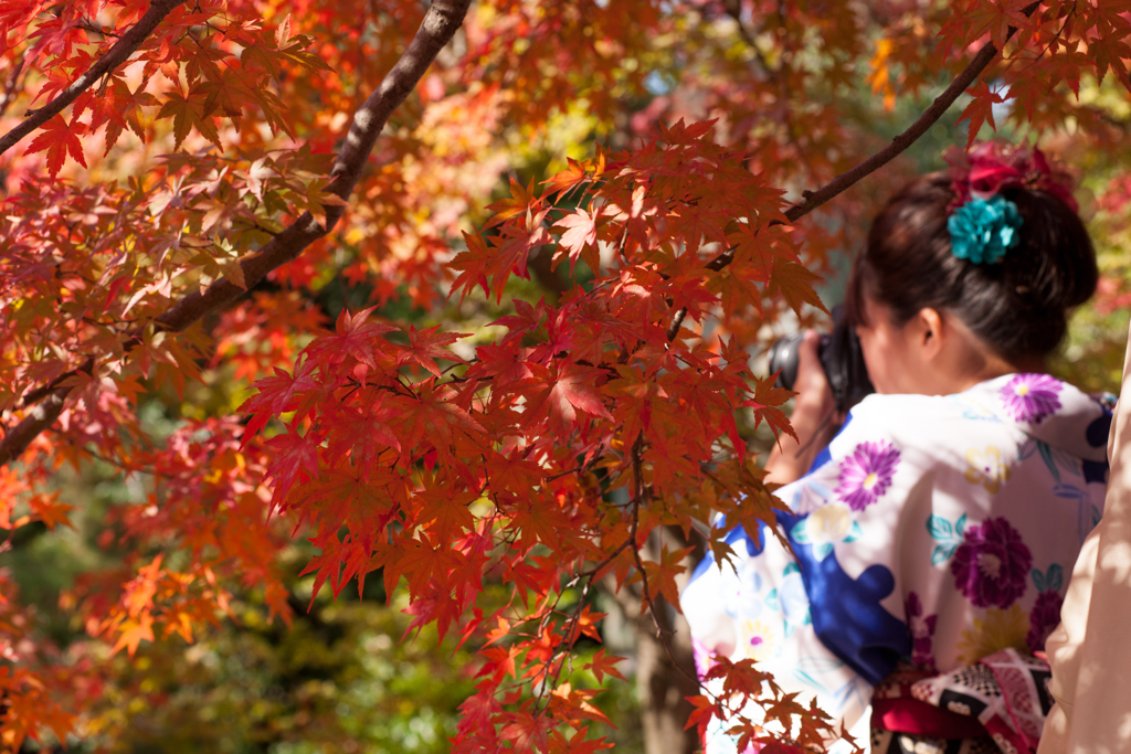 紅葉美人