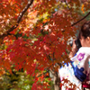 紅葉美人