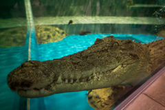 alligator