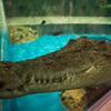 alligator