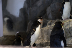 ペンギン