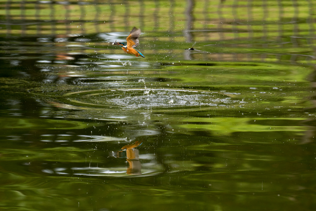 カワセミ - 97