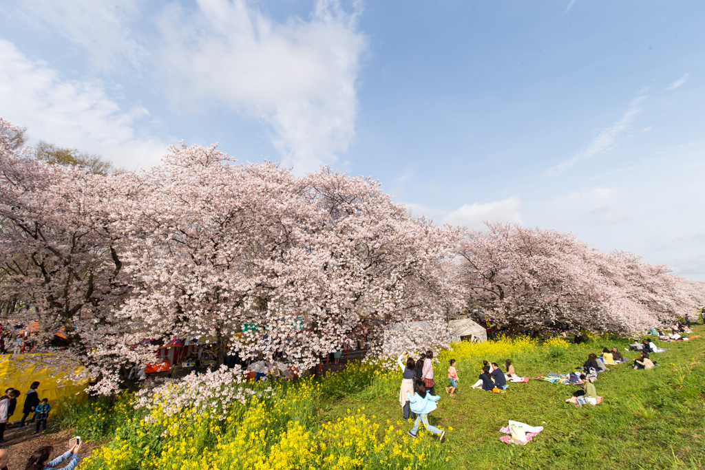 熊谷桜並木
