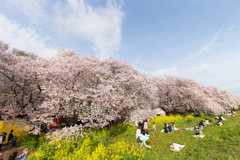 熊谷桜並木