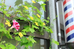 床屋と朝顔