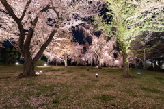 夜桜