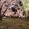 夜桜