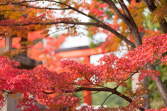 京都天龍寺 - 3