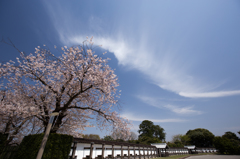 桜と青空 