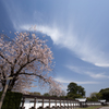 桜と青空 