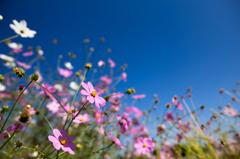 秋の桜