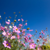 秋の桜