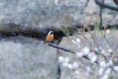 雪のジョウビタキ