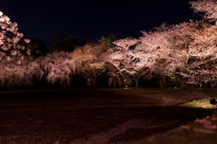 夜桜　2