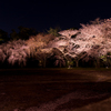 夜桜　2