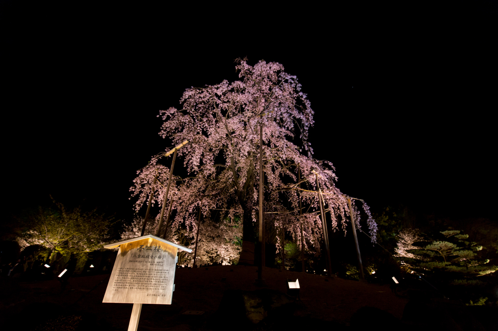 枝垂れ桜