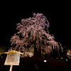 枝垂れ桜