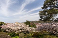 兼六園の桜