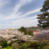 兼六園の桜
