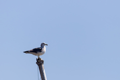 空にたたずむ