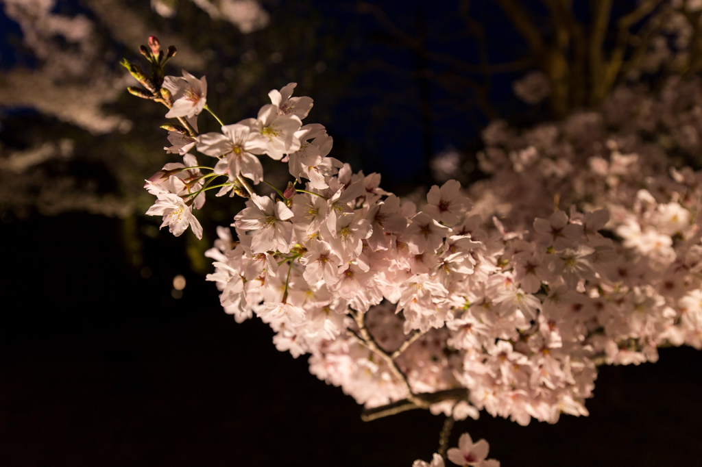 夜桜 1