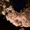夜桜 1