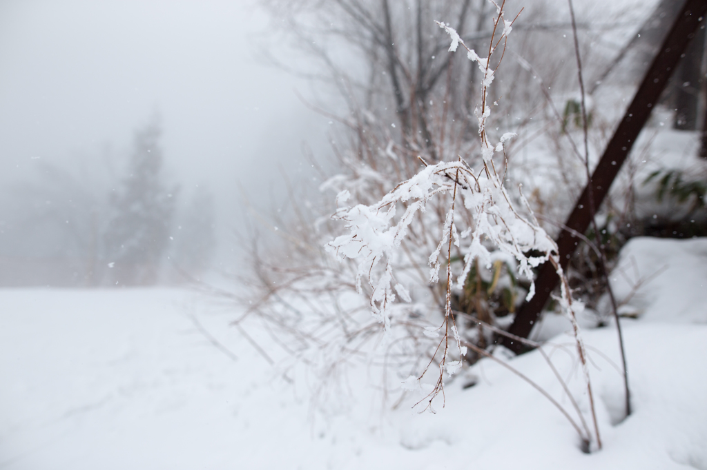 雪の木