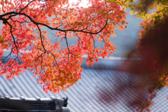 京都天龍寺 - 1