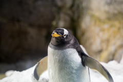 ペンギン