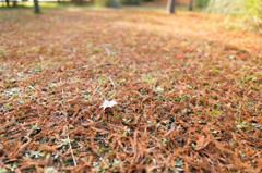 紅葉のじゅうたん