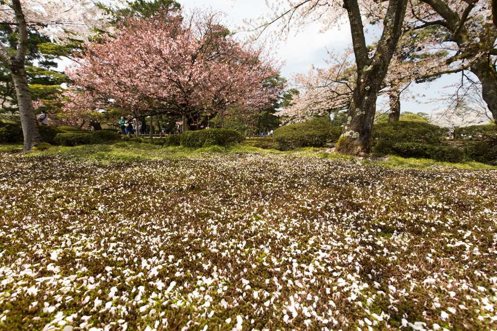 兼六園の桜 2