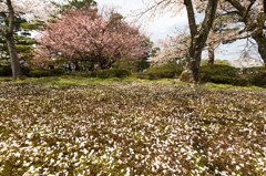 兼六園の桜 2