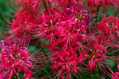彼岸花 - 1