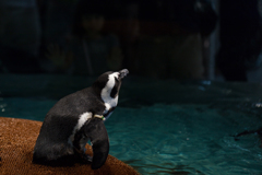 ペンギン