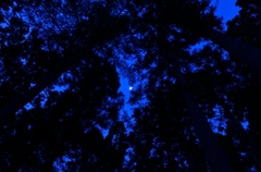 月夜の森