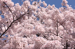 桜てんこ盛り