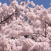 桜てんこ盛り