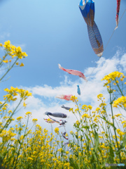 菜の花畑