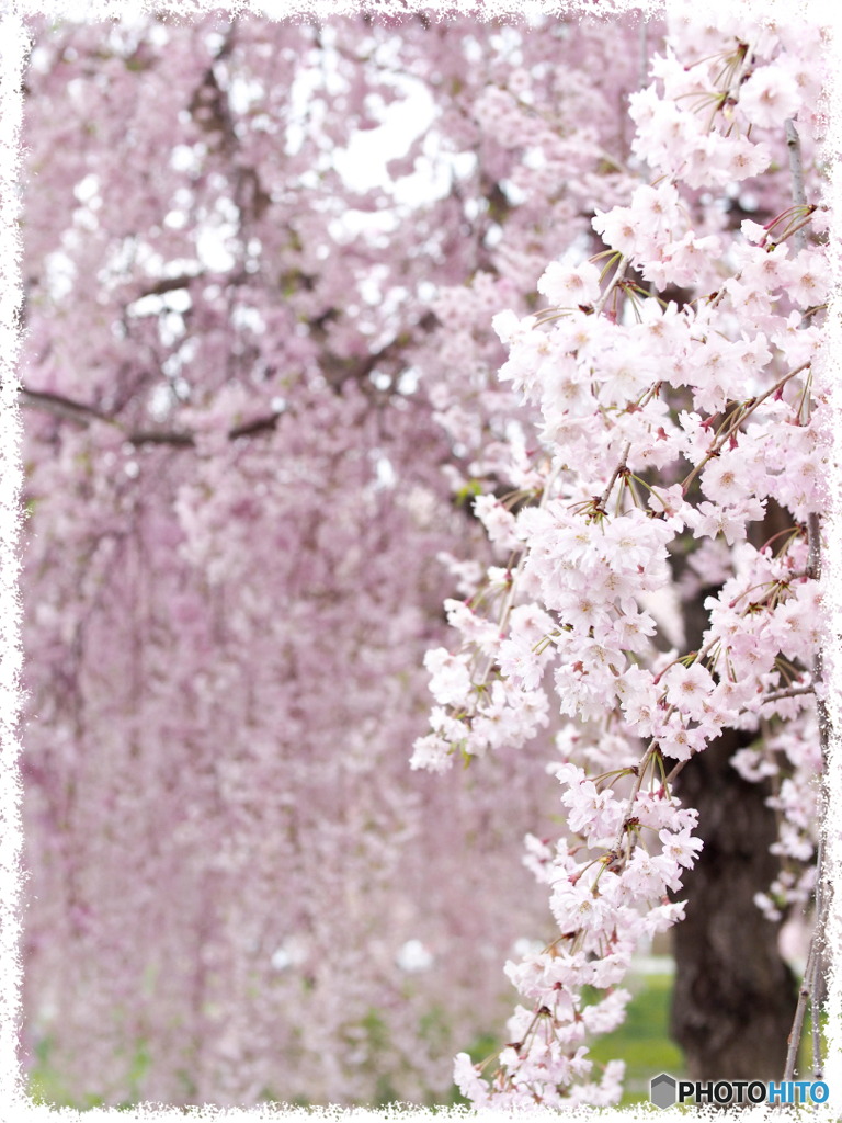桜織成す