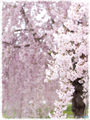 桜織成す