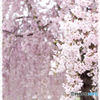 桜織成す