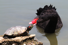 Turtle VS Blackswan