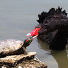 Turtle VS Blackswan