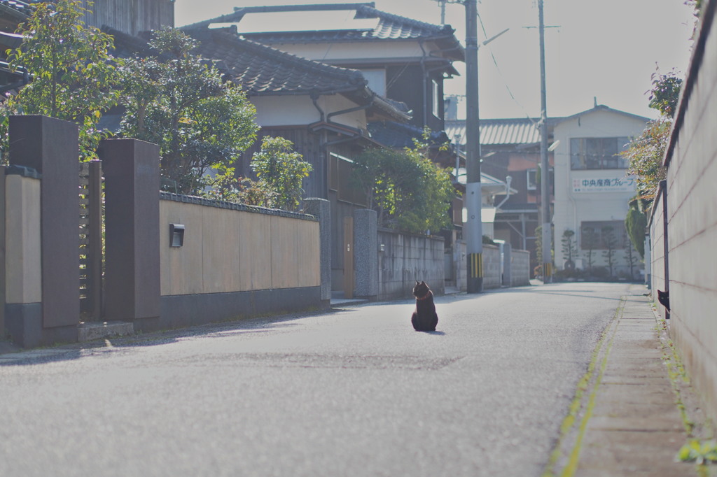 日向ぼっこ、見つめる猫